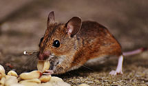 24 Hour & Emergency Exterminators in Elizabethville, PA